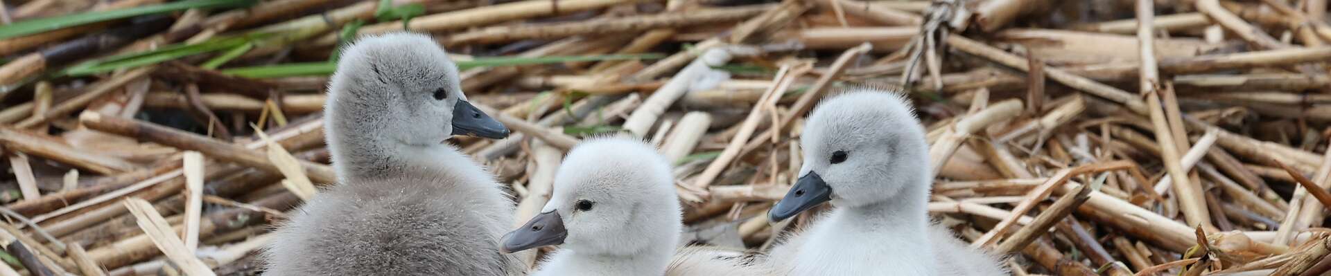 Click to show or hide the buttons