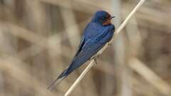1: Barn Swallow 0C3_2731