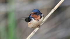 2: Barn Swallow 0C3_2755