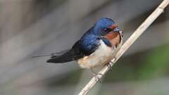 3: Barn Swallow 0C3_2776