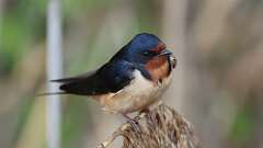 4: Barn Swallow 0C3_2807