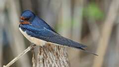 5: Barn Swallow 0C3_2829