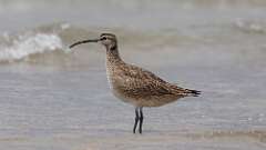 15: Whimbrel 0C3_0648
