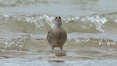 16: Whimbrel 0C3_0684