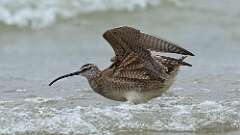 17: Whimbrel 0C3_0699