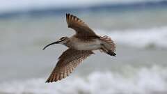 18: Whimbrel 0C3_0878