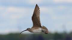 19: Whimbrel 0C3_0905