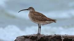 20: Whimbrel 0C3_0938