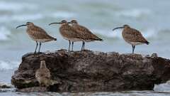 21: Whimbrel 0C3_0953