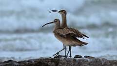 22: Whimbrel 0C3_1686