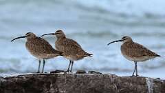 23: Whimbrel 0C3_1726