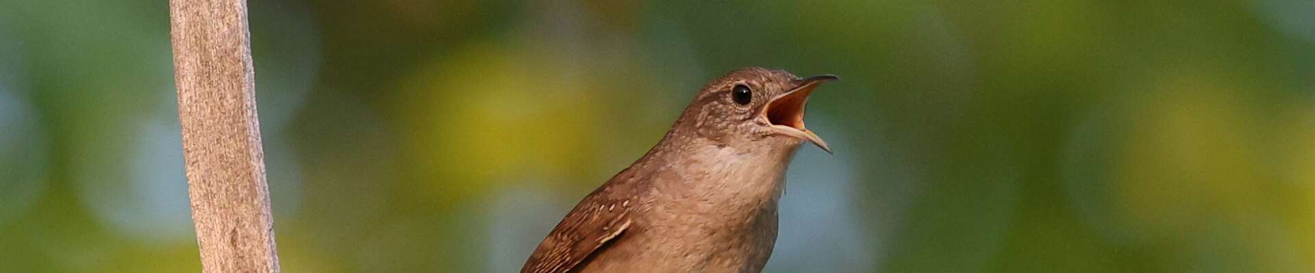 Click to show or hide the buttons