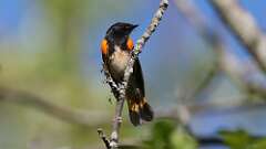 1: American Redstart 0C3_0001