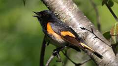 2: American Redstart 0C3_0008