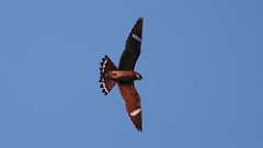 3: Common Nighthawk 0C3_0783