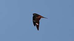 4: Common Nighthawk 0C3_0891