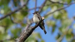 6: Eastern Wood-Pewee 0C3_0043