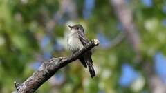 7: Eastern Wood-Pewee 0C3_0046