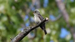 8: Eastern Wood-Pewee 0C3_0061
