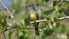 9: Great Crested Flycatcher 0C3_0085
