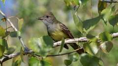 10: Great Crested Flycatcher 0C3_0109