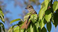 11: Great Crested Flycatcher 0C3_0121