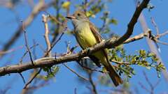 12: Great Crested Flycatcher 0C3_0256