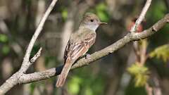 13: Great Crested Flycatcher 0C3_0262