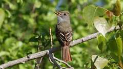 14: Great Crested Flycatcher 0C3_0286