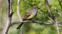 15: Great Crested Flycatcher 0C3_0364