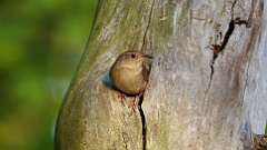 16: Northern House Wren 0C3_0628