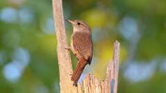 17: Northern House Wren 0C3_0648