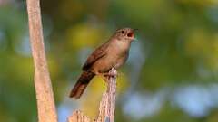 18: Northern House Wren 0C3_0652