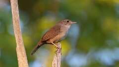 19: Northern House Wren 0C3_0712