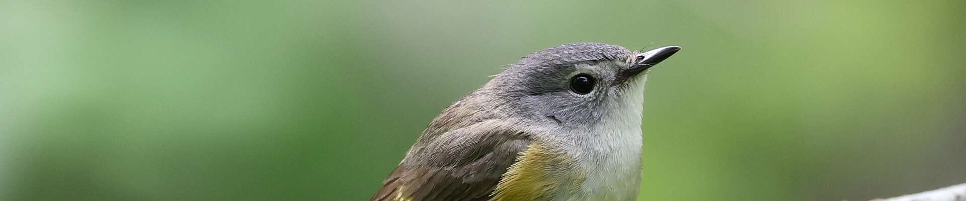 Click to show or hide the buttons