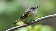 4: American Redstart 0C3_0348