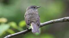 6: American Redstart 0C3_0361