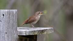 1: Northern House Wren 0C3_0142