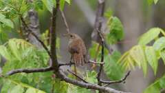 2: Northern House Wren 0C3_0163