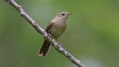3: Northern House Wren 0C3_0187