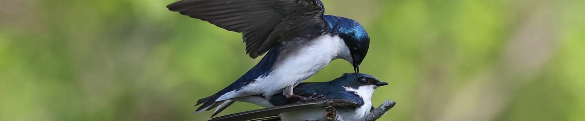 Click to show or hide the buttons