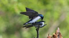 1: Tree Swallows 0C3_0145