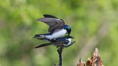 2: Tree Swallows 0C3_0146