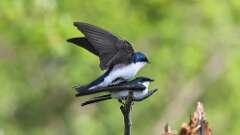 3: Tree Swallows 0C3_0147