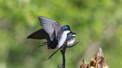 4: Tree Swallows 0C3_0167