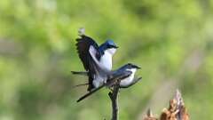 5: Tree Swallows 0C3_0169
