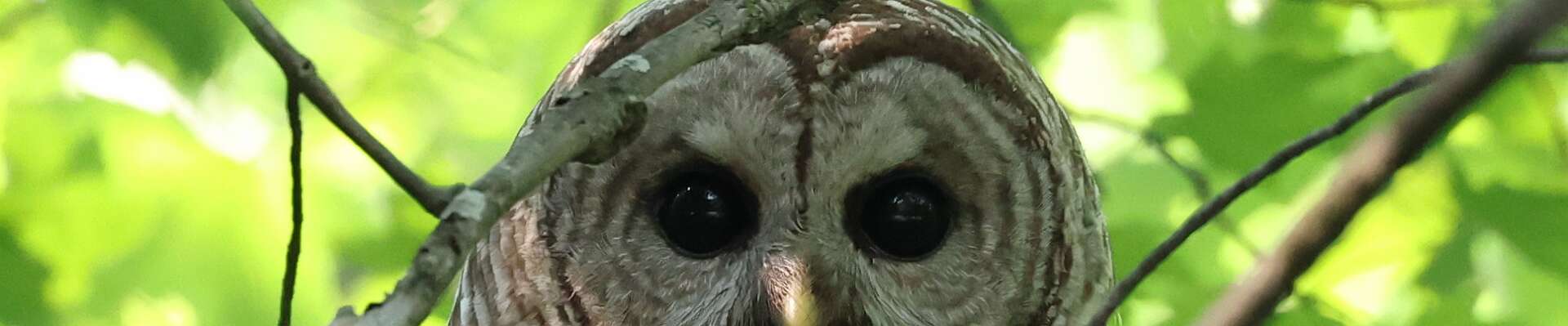 Click to show or hide the buttons