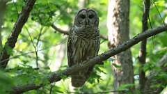 1: Barred Owl 0C3_0037