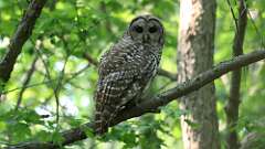 2: Barred Owl 0C3_0076