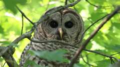 3: Barred Owl 0C3_0102